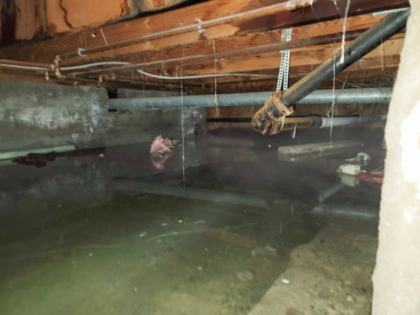 Best Water damage restoration near me  in Pahala, HI